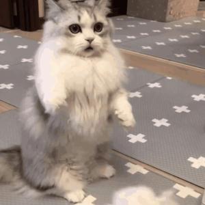 茶茶红润脚底lvk
